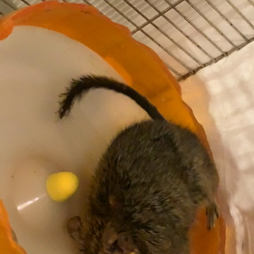 りんちゃんの画像
