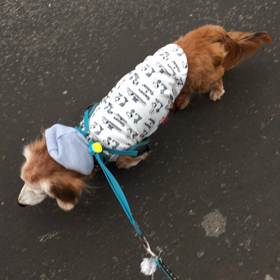 老犬介護　19歳と4カ月の画像