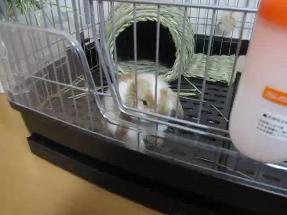 癒され写真と動画の記事動画