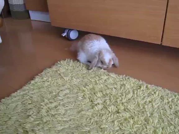 癒され写真と動画の記事動画