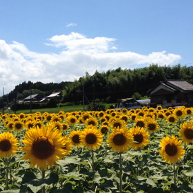 7/14(火)  向日葵畑 満濃町  動画②の画像