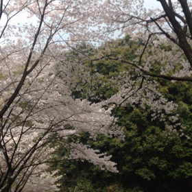 4/1(水)  ⑨降る降る詐欺でお花見ドライブの画像