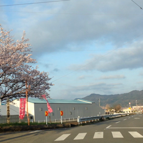 4/2(木)  通勤編 桜の馬場の画像