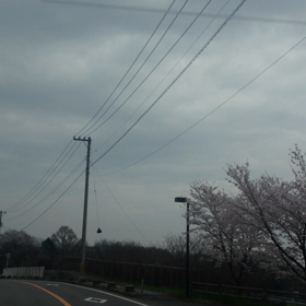 4/1(水)  ④降る降る詐欺でお花見ドライブの画像