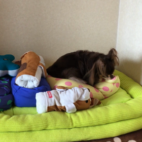 MOGU 大好き❤️の画像