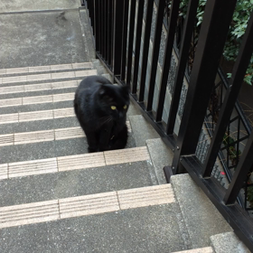 くろは地域猫からお家猫にの画像