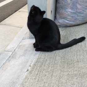 あの日の野良ちゃん…の画像