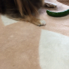 ミニきゅうり♪の画像