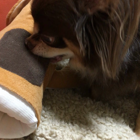 【動画】大好きなの♪の画像