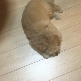 寝てる❤️の画像