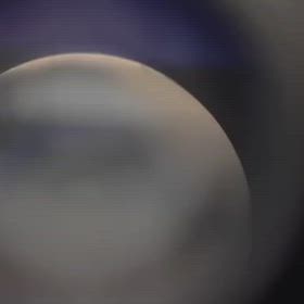 ボルゾイ凍結精子(人工授精)の画像