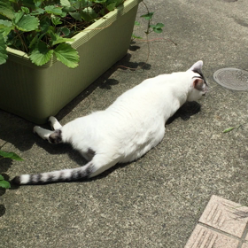 ごきげん、ミルクの画像