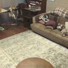 柴犬の大脱走1　-小犬の頃-の画像