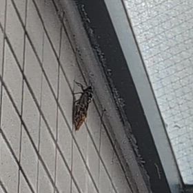 珍客の画像