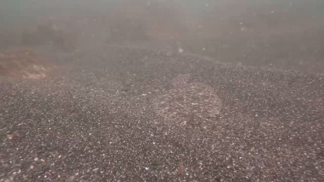 夏がきたーの記事動画