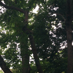 〜今日から3日間は農業モード・ひたすら草取り。たまに剪定〜の画像