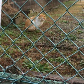 孤高？…孤独？の画像
