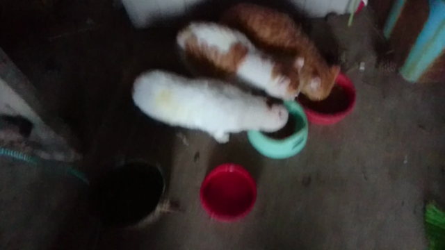 娘から猫の日って聞いたけど本当？””の記事動画
