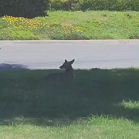 ニュース・・について思うこと・・・コヨーテってみたことある？？の画像