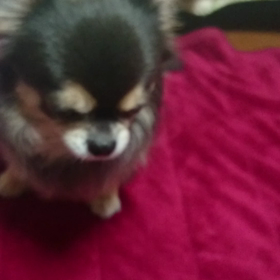 ほふく前進の画像