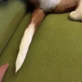 フン！の画像