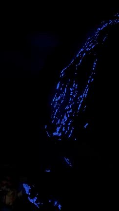 Blue Fireを求めての記事動画