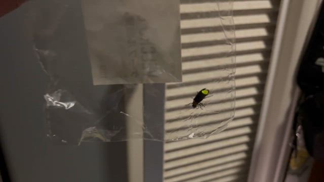 突然目的変更！ホタル鑑賞目的の西兵庫旅(2日目10)モーニングのお店の女性と市川町でホタル鑑賞の記事動画