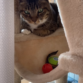 ソックのお誕生日の画像