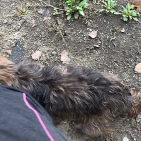 今日は犬の日の画像