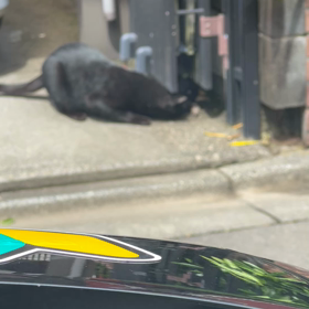 トムとジェリーの画像