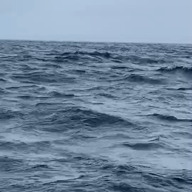 モロコ 釣果の画像