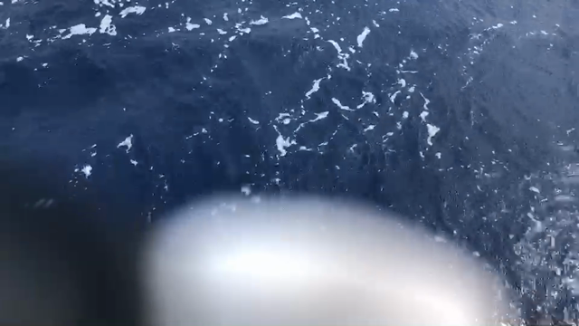 チャーター釣果の記事動画
