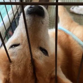 つらい〜やる気無し〜生後9ヶ月頃去勢直後の画像