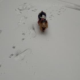 ふぅちゃんの初雪の画像