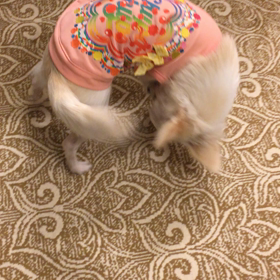 ひとりでできるもん！(^-^)の画像