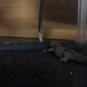 ニホンヤモリの捕食シーン☆の画像