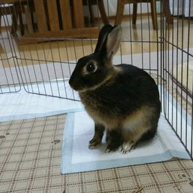 耳洗いまでは撮れなくての画像