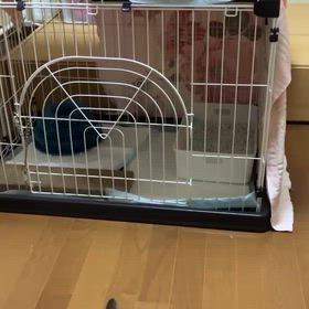 ルナ 1週間の動画 | ねこたまごに届けられた幸せ便り