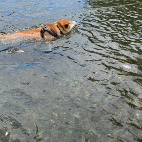泳ぐ柴犬の画像
