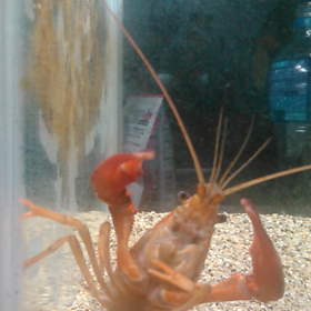 イカに食い付くザリガニの画像