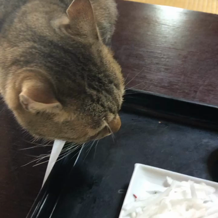 逃沖の記事動画