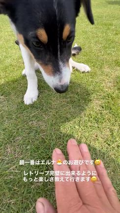 遊びは全開なミエル！ズッキーニ食べるエルナそんな子初めてです！（＾∇＾）☆の記事動画
