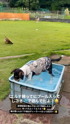 エルナ立ち耳？水遊び！納車がまた遅れてしまった！｡ﾟ(ﾟ´ω`ﾟ)ﾟ｡☆の記事動画