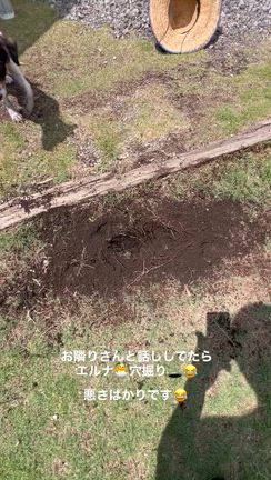 エルナお勉強中！また穴掘られたよ！( ＾∀＾)☆の記事動画