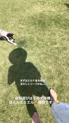 害獣対策に電気柵！やる事沢山ですが頑張るのみです！（＾_＾）☆の記事動画