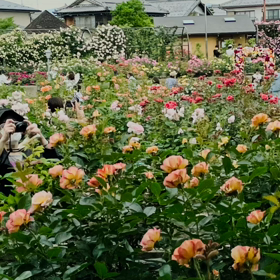 薔薇の画像