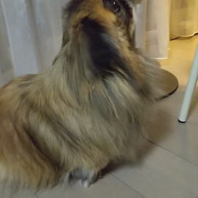 しゃべる犬の画像