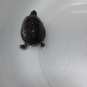 タートルな日①の画像