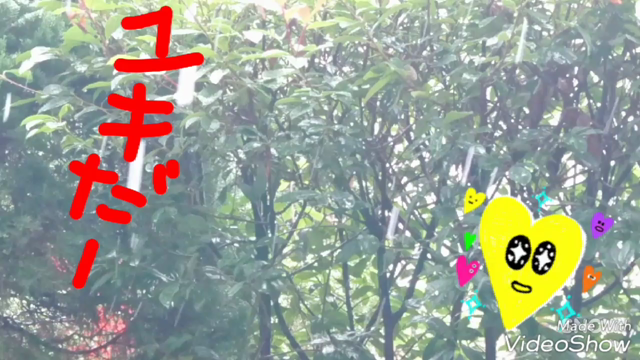 雪だぁ～の記事動画