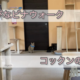 政治家は猫になる日がくるらしいの画像